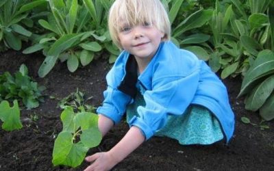 Živel – cena za environmentálnu výchovu